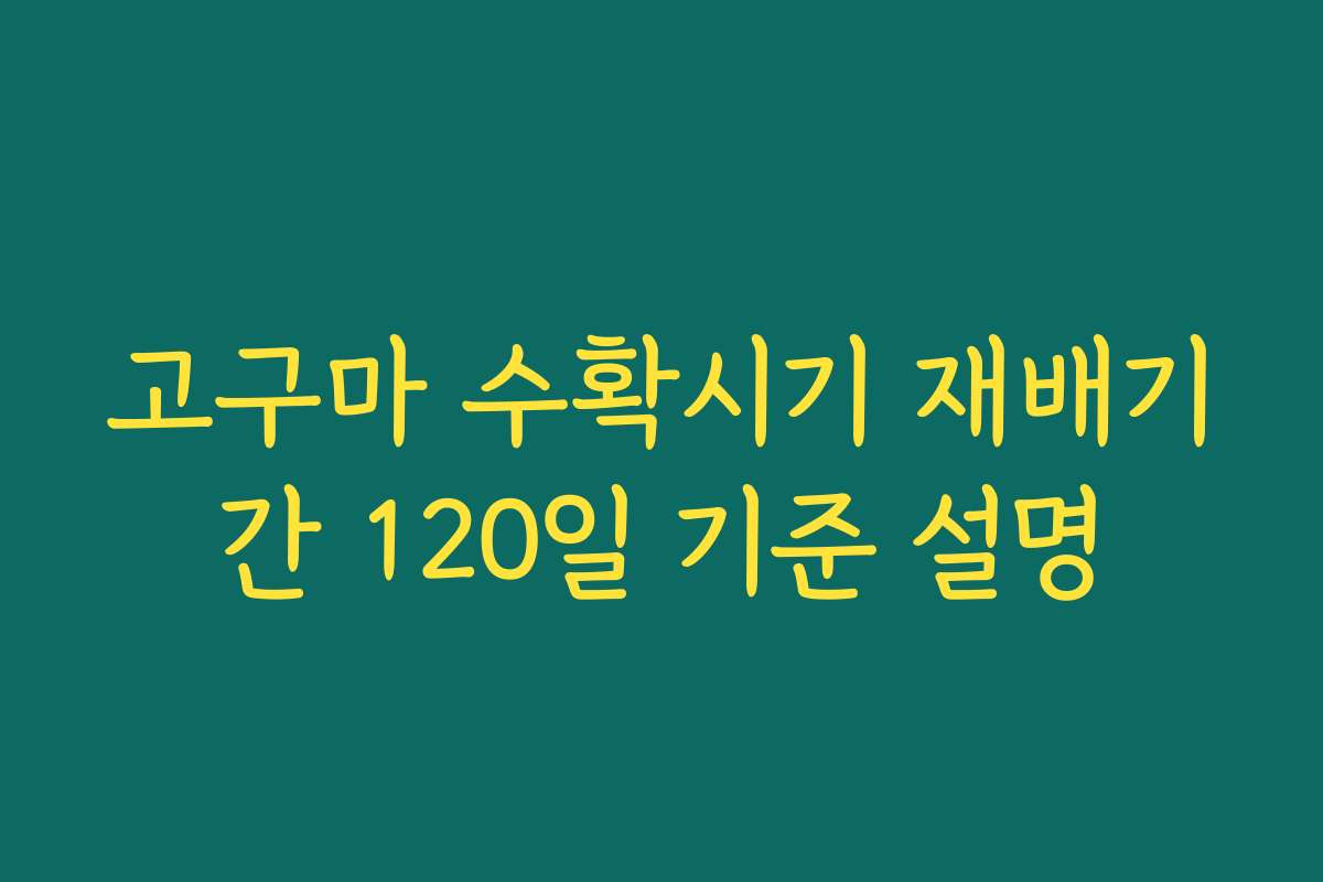 고구마 수확시기 재배기간 120일 기준 설명