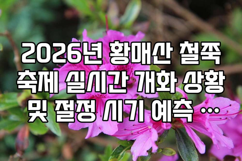 2026년 황매산 철쭉축제 실시간 개화 상황 및 절정 시기 예측 가이드
